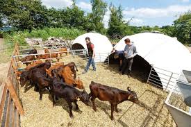  LIVESTOCK TECHNICIAN